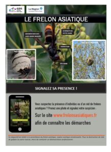 frelon asiatique affiche