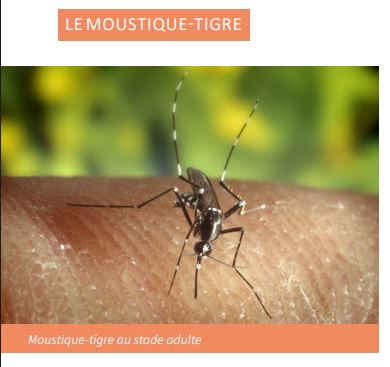 moustique
