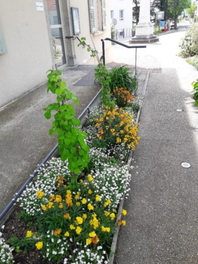 plantes vivaces